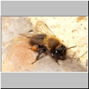 Andrena clarkella - Sandbiene w04 12mm - Sandgrube Niedringhaussee.jpg